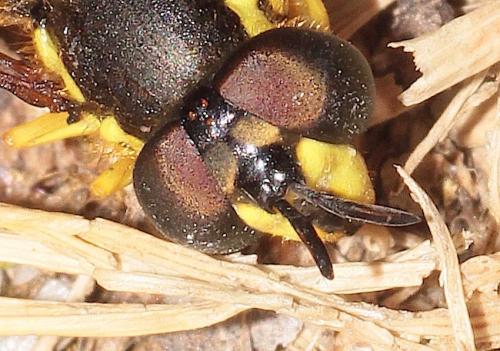 Chrysotoxum intermedium